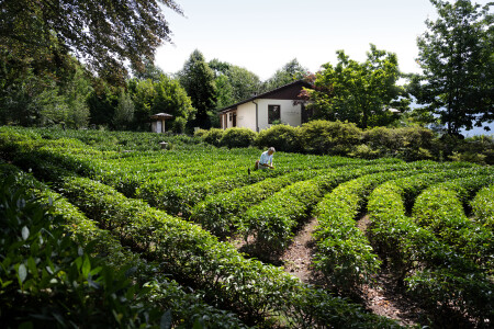  Vue inhabituelle sur le Monte Verità: une plantation de thé. Des amateurs de thé du monde entier s’y rendent. 