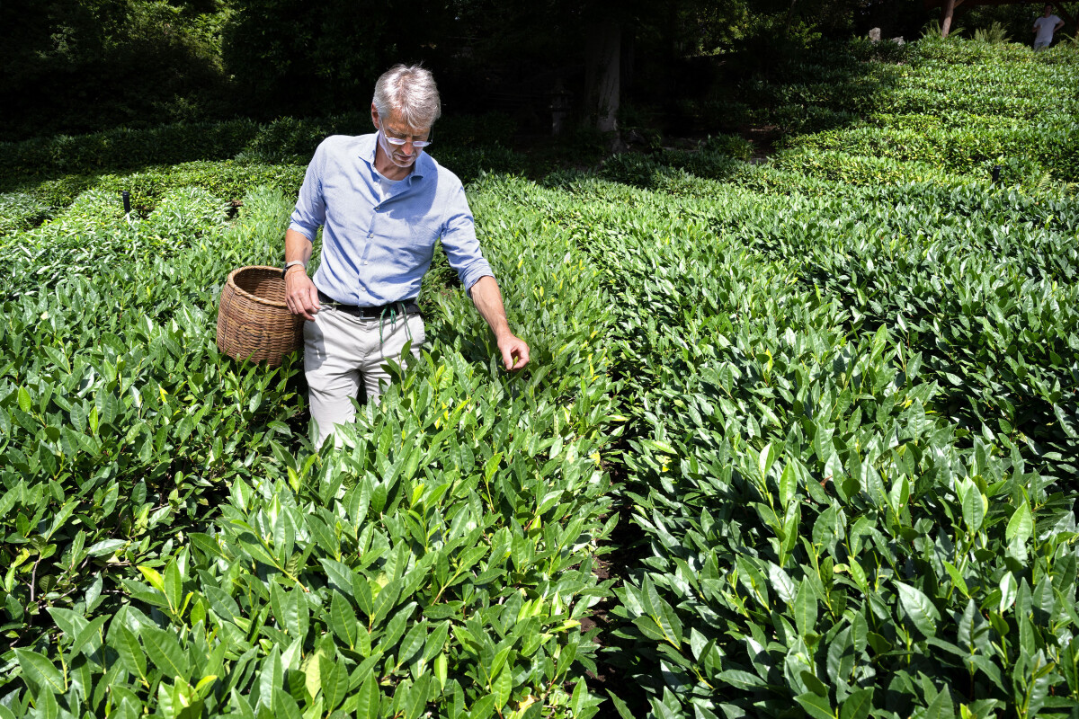 Tobias Denzler, Geschäftsführer der «Casa del Tè», kümmert sich hauptsächlich um die Ernte und Produktion der hauseigenen Tees.