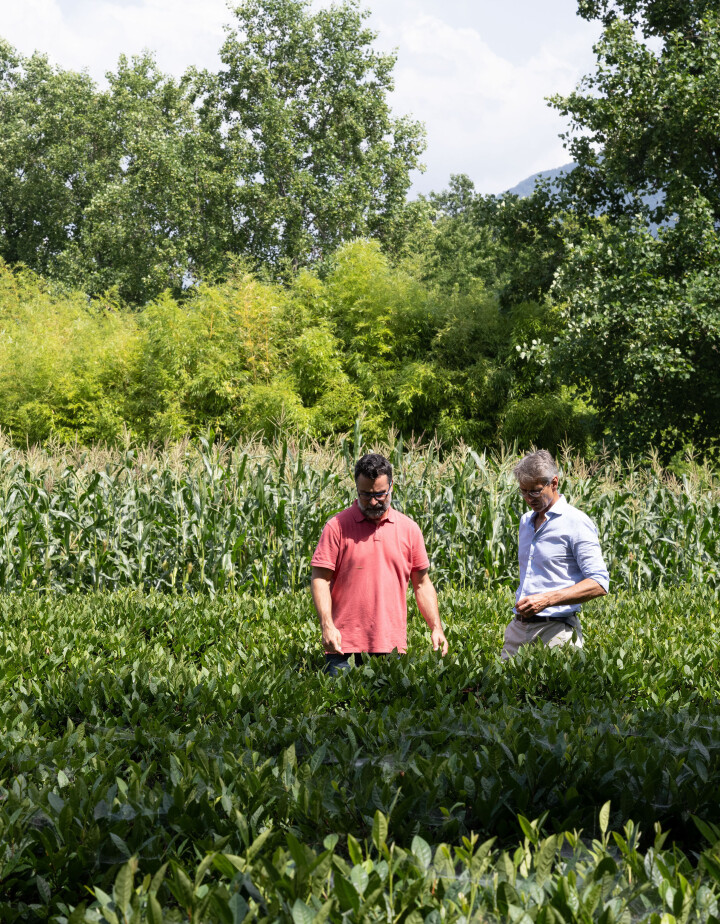 Die Betreiber der «Casa del Tè» wollen die Teeproduktion im Tessin erhöhen. Die erste Zusammenarbeit ist geglückt: Fabio del Pietro (l.), Direktor von «Terreni alla Maggia», hat den Anbau gewagt.